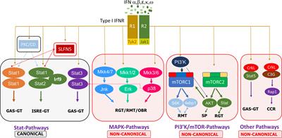 Type I Interferon (IFN)-Regulated Activation of Canonical and Non-Canonical Signaling Pathways